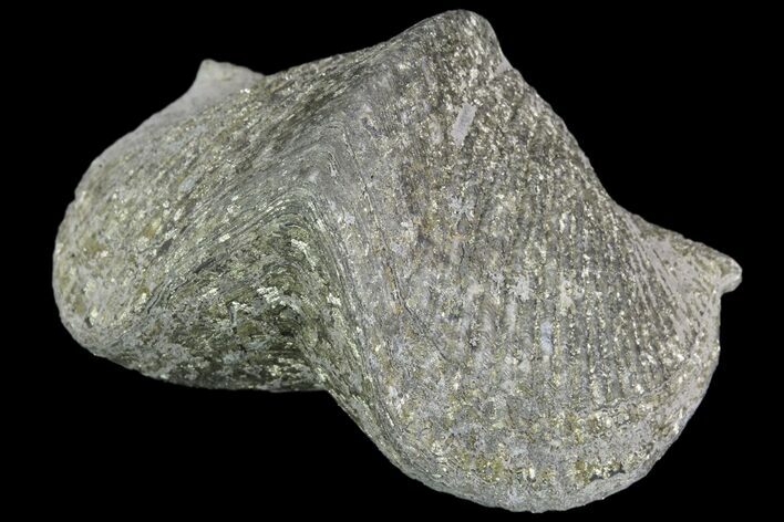 Pyrite Replaced Brachiopod (Paraspirifer) - Ohio #89722